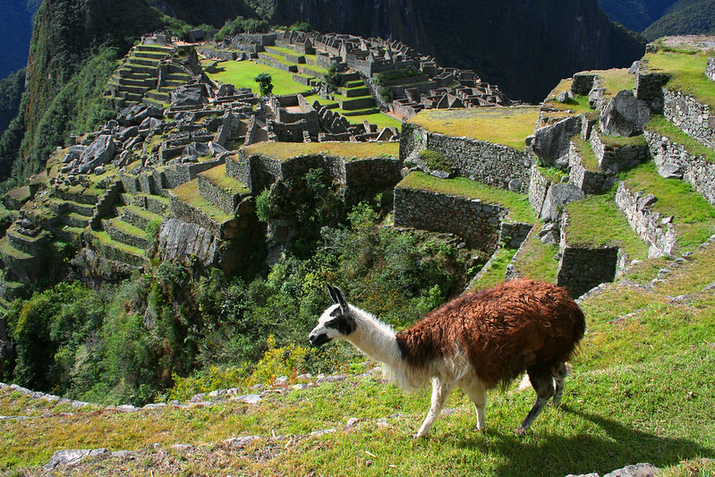 The Terraces of Macchu Pichu